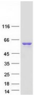 Coomassie blue staining of purified SRC protein.